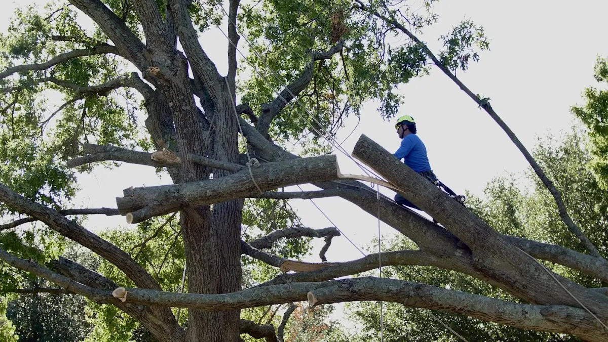 Professional Crown Thinning performed by certified arborists in Rowley